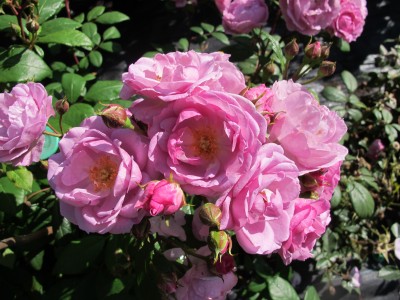 Rosa Lilac Bouquet (Chewlilacdays) Climbing Rose