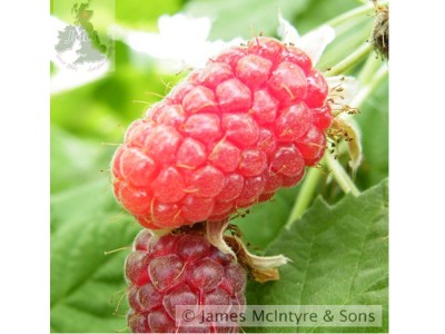 Loganberry Rubus hybrid