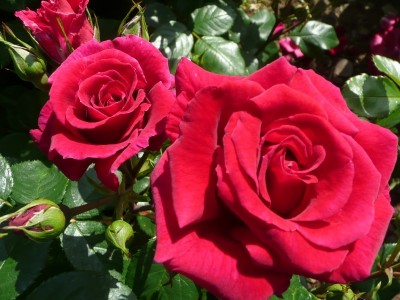 Rosa floribunda Lovestruck (