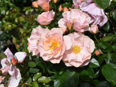 Rosa floribunda Loyal Companion (BEAqueen) Bush Rose