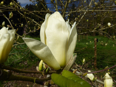 Magnolia x brooklynensis 