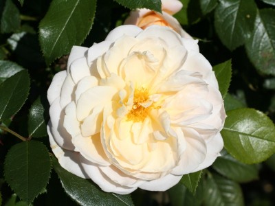 Rosa floribunda Margaret Merril 