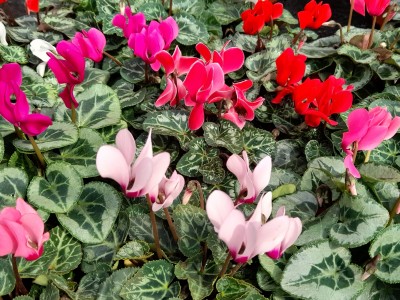 Cyclamen Metis (6 plant collection)