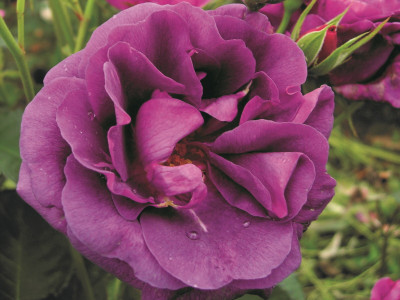 Rosa floribunda Minerva (Vissancar) Bush Rose