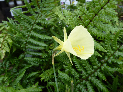 Narcissus bulbocodium var. citrinus Dwarf Daffodil