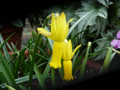 Narcissus cyclamineus cyclamen daffodil