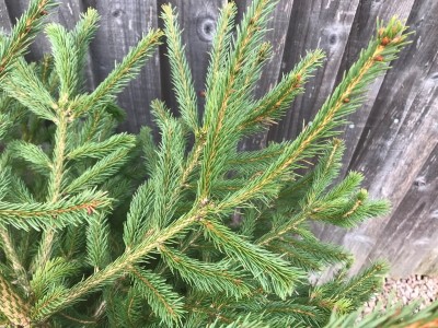 Fresh Cut Traditional Norway Spruce Christmas Tree 175-200cm (approx 6-7ft)