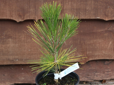 Pinus thunbergii 