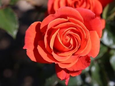 Rosa floribunda 