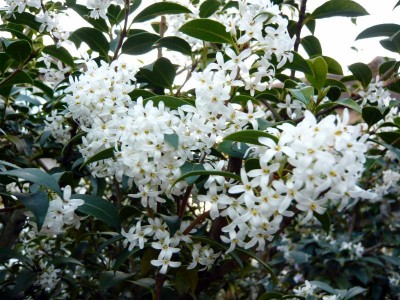 Osmanthus x burkwoodii Holly olive