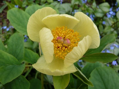 Paeonia mlokosewitschii Molly the Witch