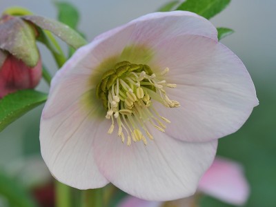 Helleborus x hybridus (Ashwood Garden Hybrids) Single pale pink shades Lenten Rose
