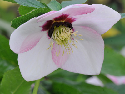 Helleborus x hybridus (Ashwood Garden Hybrids) Single pale pink shades dark nectaries, red flush Lenten Rose