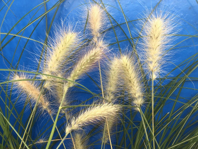 Pennisetum villosum Fountain Grass