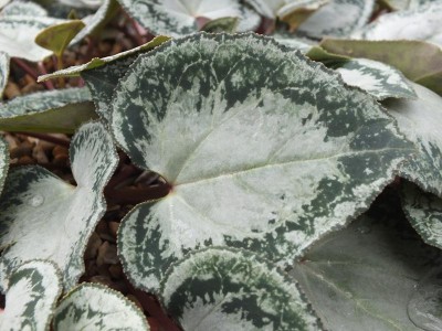 Cyclamen persicum Ashwood Silver Leaf Form