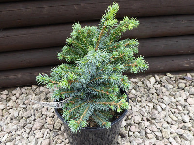 Picea sitchensis 