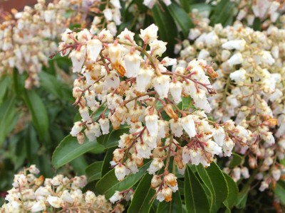 Pieris japonica 