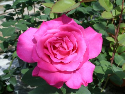 Rosa Hybrid Tea Pink Perfection 