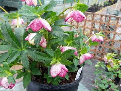 Helleborus x hybridus (Ashwood Garden Hybrids) Single Pink Picotee 7.5L pot Lenten Rose