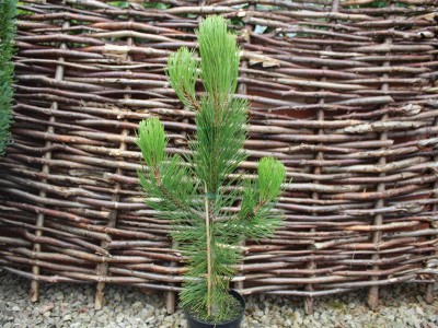 Pinus leucodermis 