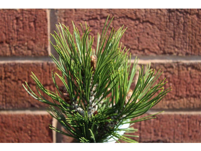 Pinus leucodermis 