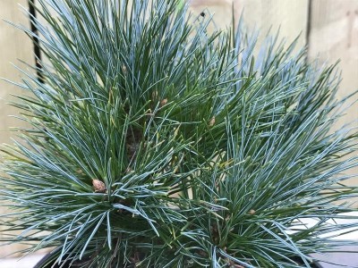Pinus strobus 