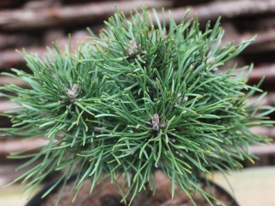 Pinus mugo subsp. uncinata 