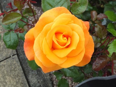 Rosa floribunda Precious Amber 