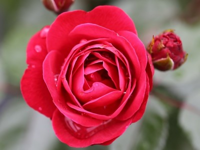 Rosa floribunda Precious Ruby 