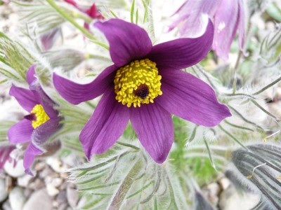 Pulsatilla vulgaris (Purple) Pasque Flower