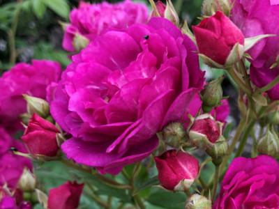 Rosa rambling Purple Siluetta® (Korsilu10) Rambling Rose
