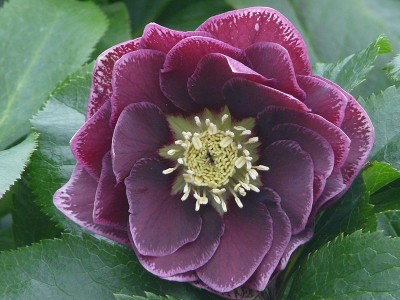 Helleborus x hybridus (Ashwood Garden Hybrids) Double Reverse Picotee Purple Lenten Rose