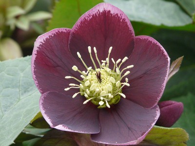 Helleborus x hybridus (Ashwood Garden Hybrids) Single purple reverse picotee shades Lenten Rose