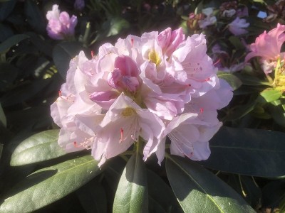 Rhododendron catawbiense Album Large Flowered Evergreen Hybrids