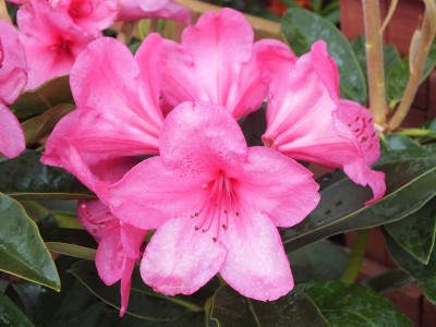 Rhododendron Anna Rose Whitney Large Flowered Evergreen Hybrids