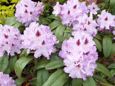 Rhododendron Blue Peter Large Flowered Evergreen Hybrids