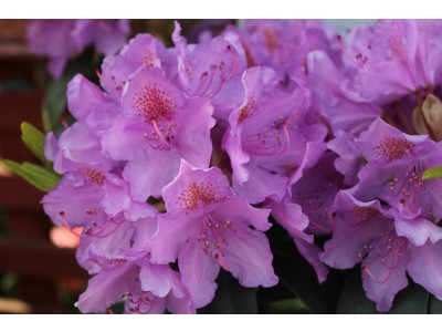 Rhododendron catawabiense Grandiflora Large Flowered Evergreen Hybrids