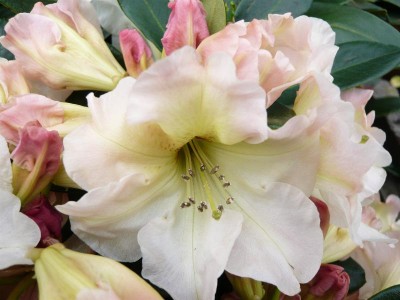 Rhododendron 