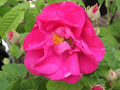Rosa gallica officinalis Modern Shrub Rose