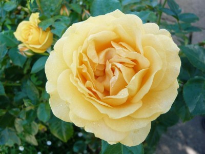 Rosa floribunda Absolutely Fabulous (