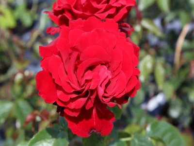 Rosa Crimson Cascade (