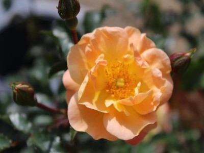 Rosa Flower Carpet Amber (