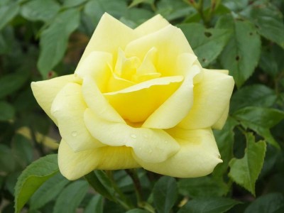Rosa Flower Carpet Gold (