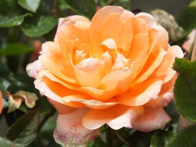 Rosa Flower Power (