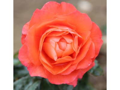 Rosa floribunda For You, With Love 