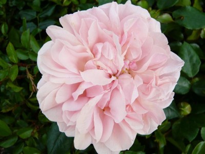 Rosa floribunda Joie de Vivre 