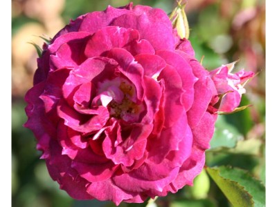 Rosa floribunda Let