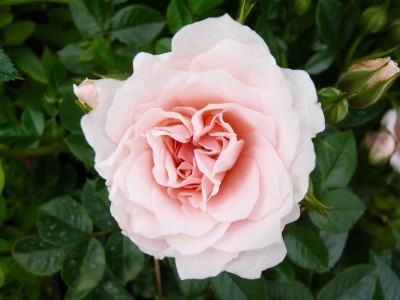 Rosa Lovely Bride (