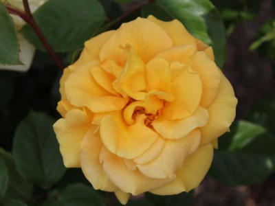 Rosa floribunda Precious Gold 