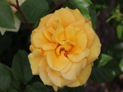 Rosa floribunda Precious Gold 